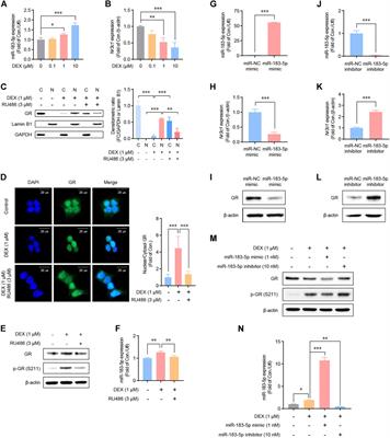 Striatal miR-183-5p inhibits methamphetamine-induced locomotion by regulating glucocorticoid receptor signaling